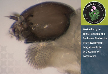 Campbell Island invertebrate.