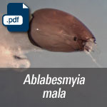 Ablabesmyia mala.