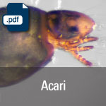 Acari.