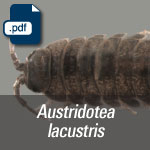 Austridotea lacustris.
