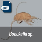 Boeckella sp.