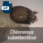 Chironomus subantarcticus.