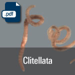 Clitellata.