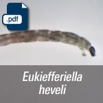 Eukiefferiella heveli.