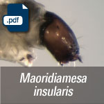 Maoridiamesa insularis.