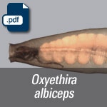 oxyethira albiceps.