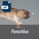 Parochlus sp.