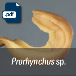 Prorhynchus sp.