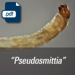 Unidentified Orthocladiinae larvae "Pseudosmittia".