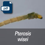 Pterosis wisei.